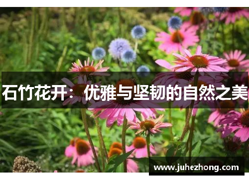 石竹花开：优雅与坚韧的自然之美